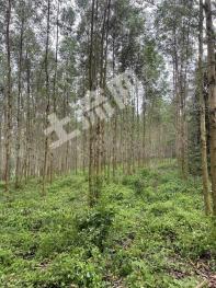 玉林兴业县 60亩 乔木林地 经营权出租