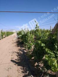 巴音郭楞和硕县 1627亩 其它林地 经营权转包