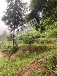 赣州信丰县58亩园地-果园经营权出租