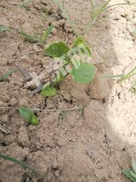 三门峡灵宝市 160亩 水浇地 经营权转让