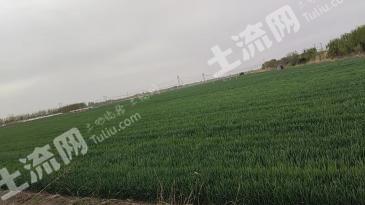 青岛即墨区 622.42亩 水浇地 经营权出租