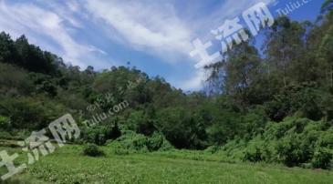 阳江阳春市 3300亩 其它林地 经营权转让