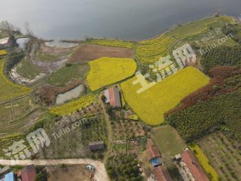 荆门沙洋县 300亩 旱地 经营权出租
