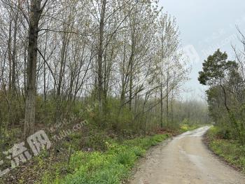 荆门沙洋县 300亩 乔木林地 经营权出租