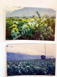 凉山德昌县 1098.26亩 旱地 经营权出租