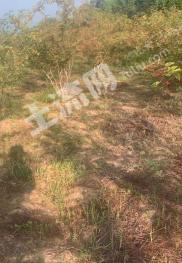 渭南韩城市 70.1亩 旱地 经营权出租