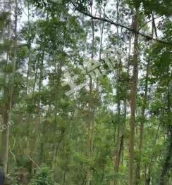 阳江阳春市 1340亩 灌木林地 经营权转让