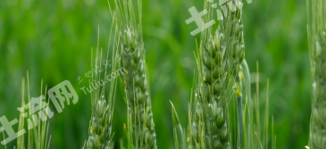 潍坊寿光市 11亩 水浇地 经营权出租