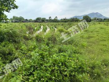 肇庆高要区 48亩 水田 经营权出租