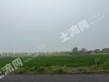 荆门沙洋县 300亩 旱地 经营权出租