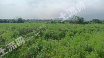 吉安安福县 260亩 水田 经营权出租