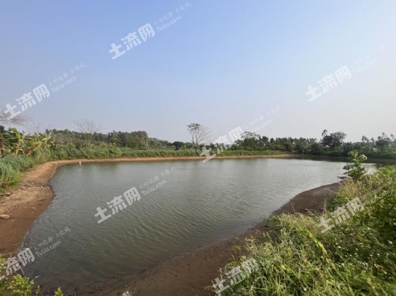 广东湛江 30亩 坑塘水面 经营权出租