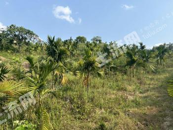 海南琼中黎族苗族自治县 220亩 其它林地 经营权转包