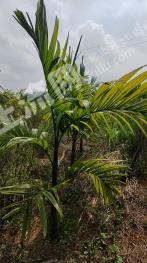 儋州光村镇 150亩 其它林地 经营权出租