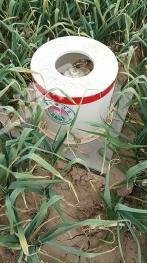 开封祥符区 180亩 水浇地 经营权出租