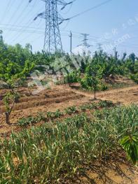 烟台芝罘区 3亩 果园 经营权转让