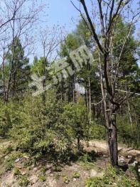 吉林丰满区 125.42亩 其它林地 经营权转让