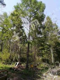 吉林丰满区 18.97亩 其它林地 经营权转让