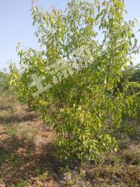 洛阳洛宁县 100亩 果园 经营权转包