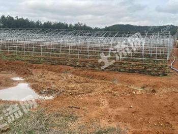 吉安青原区 300亩 旱地 经营权出租