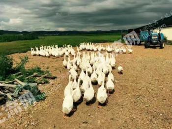 呼伦贝尔鄂伦春自治旗 372亩 农场 使用权出租