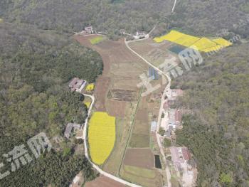 荆门钟祥市 343.53亩 水田 经营权出租