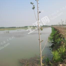 枣庄滕州市 50.55亩 坑塘水面 经营权出租