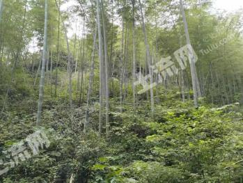 池州贵池区 738.5亩 竹林地 经营权出租