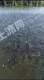 吉安泰和县 120亩 水库水面 经营权转包