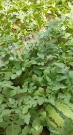 吉安泰和县 60亩 果园 经营权转包