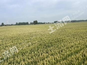 信阳固始县 651.85亩 水浇地 经营权出租