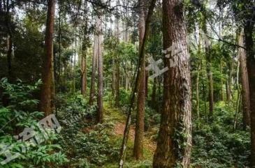 广元利州区 7000亩 其它林地 经营权转让