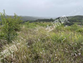 绵阳梓潼县 200亩 灌木林地 经营权转让