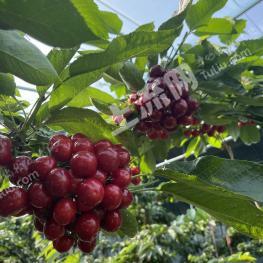 烟台福山区 200亩 果园 经营权转包