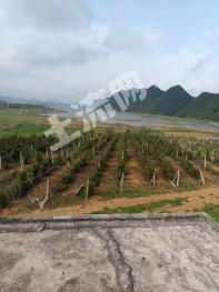 贵阳清镇市 79亩 其它林地 经营权转让