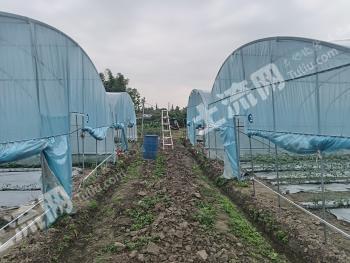 德阳广汉市 32亩 水田 经营权出租