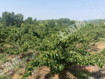 烟台莱山区 13.18亩 果园 经营权出租