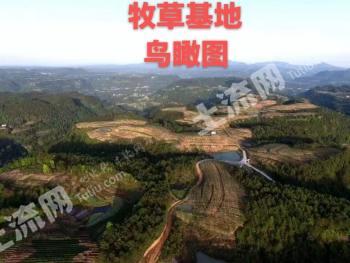 巴中南江县 335亩 旱地 经营权转包