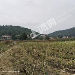 德阳中江县 40亩 旱地 经营权出租