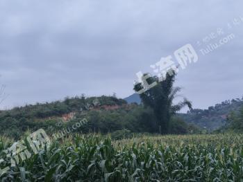 南宁马山县 993.86亩 乔木林地 经营权出租