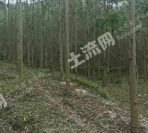 崇左天等县 290亩 其它林地 经营权转让