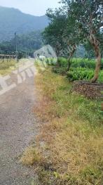 肇庆鼎湖区 7.79亩 其它林地 经营权转让