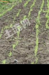 嘉兴平湖市 30亩 旱地 经营权出租