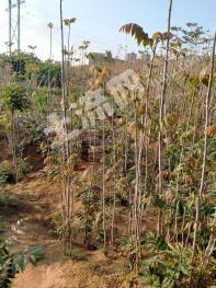 烟台芝罘区 3亩 其它林地 经营权出租