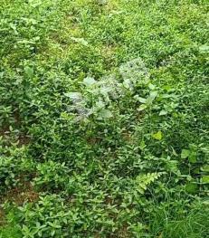 肇庆怀集县 130亩 果园 经营权出租