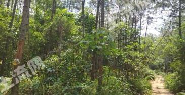 阳江阳春市 1620亩 其它林地 经营权转让