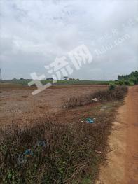 湛江徐闻县 1000亩 水浇地 经营权出租