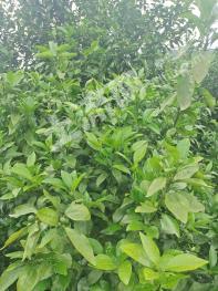 玉林博白县 180亩 果园 经营权出租