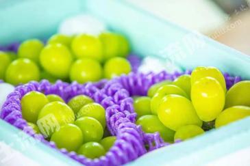 苏州吴江区 30亩 果园 经营权转让