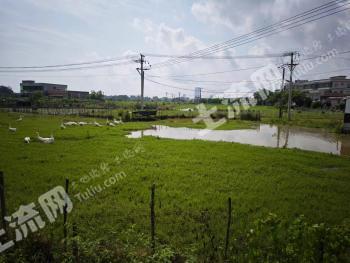 海口美兰区 120亩 水田 经营权合作